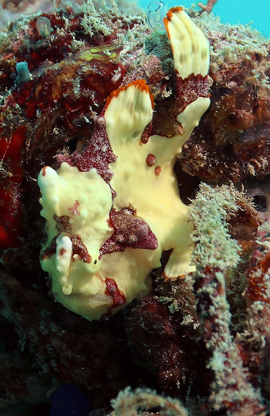 Sipadan_2015_Poisson grenouille clown ou tachete_Antennarius maculatus_IMG_2628_rc.jpg